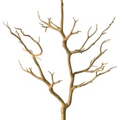 a bare tree with no leaves in front of a white background and the branches are brown