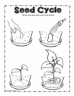 seed cycle worksheet for kids to learn how to grow seeds in the garden