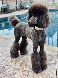 a poodle standing next to a swimming pool