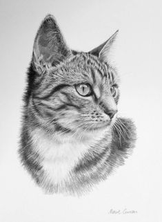 a pencil drawing of a cat's face