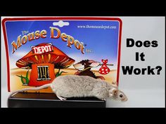 a mouse sitting on top of a box with the words mouse depot does it work?