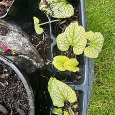 some plants are growing out of a black container on the ground in the grass and dirt