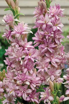 purple flowers are blooming in the garden