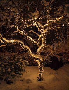 a lighted tree in the middle of a snow covered yard with lights all around it