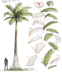 a drawing of a man standing next to a tall palm tree with lots of leaves