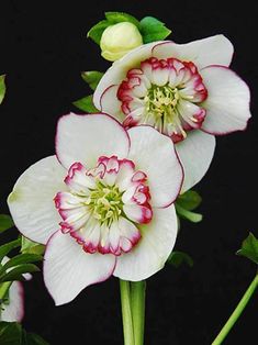 three white and pink flowers with green stems