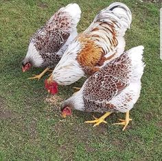 three brown and white chickens standing in the grass