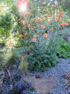 an orange flower is in the middle of a garden with rocks and plants around it