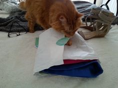 Mozart is excited to see my new summer clothes! Summer Clothes, Paper Shopping Bag, Summer Outfits