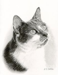 a pencil drawing of a cat's face