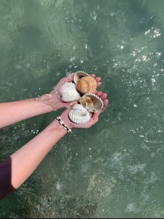 two hands holding seashells in the water