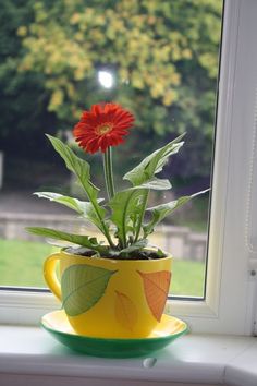 a red flower sitting in a yellow cup on a window sill next to a green plate