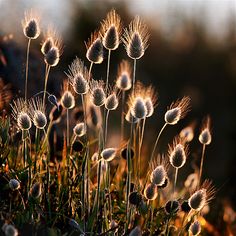 the sun is shining on some dandelions in the grass, and it looks like they are dying