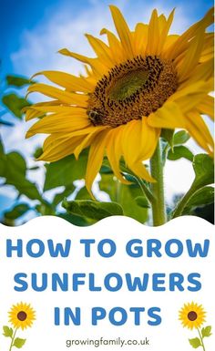 a sunflower with the words how to grow sunflowers in pots