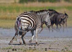 two zebras and some other animals running in the wild together with water behind them