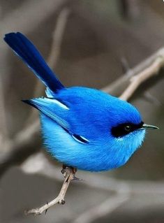 a blue bird sitting on top of a tree branch