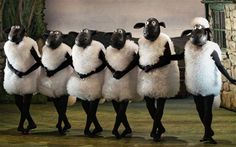 five black and white sheep standing next to each other