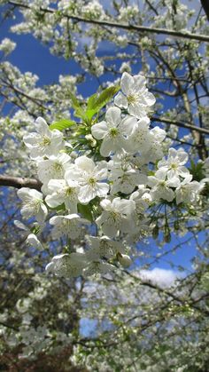 white flowers are blooming on the branches of trees in front of a blue sky