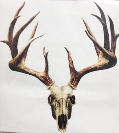 an image of a deer skull with antlers on it