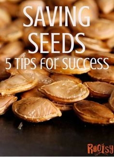 seed seeds with the words saving seeds 5 tips for success on top and bottom right