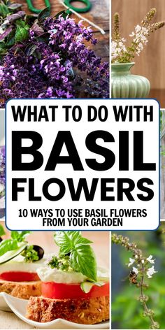 What to do with basil flowers: 10 ways to use basil flowers from your garden. Basil Flowers, Fresh Herb Recipes, Basil Recipes, Herb Recipes, Aromatic Plant, Home Grown, Aromatic Herbs