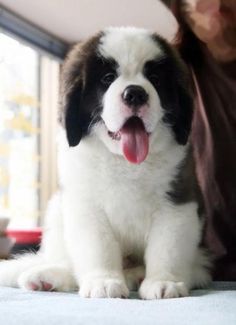 a dog sitting on the floor with its tongue out