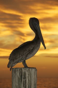 a pelican sitting on top of a wooden post in front of the ocean