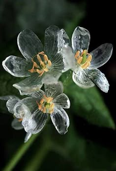 a flower with the words, did you know? gray dippleia becomes transparent when it is touched by water