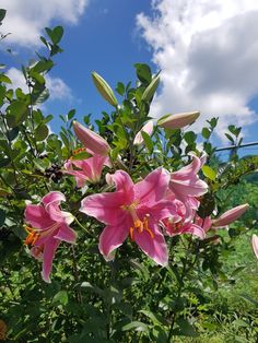 pink flowers are blooming in the green grass and blue sky with clouds behind them