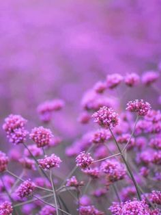 Annuals for Afternoon Sun: Beautiful Violet Verbena Flowers Pretty Flowers Pictures, Sun Beautiful, Attracting Bees, Shades Of Orange