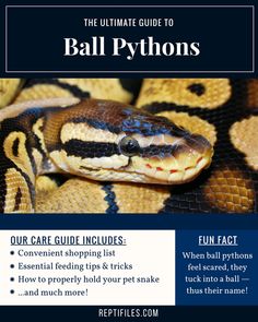 the ultimate guide to ball pythons