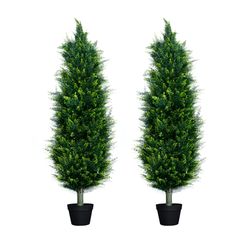 two tall trees in black pots on a white background