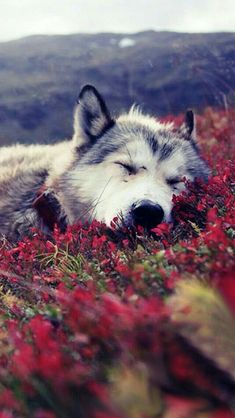 a gray and white wolf laying on top of a red flower covered field with mountains in the background