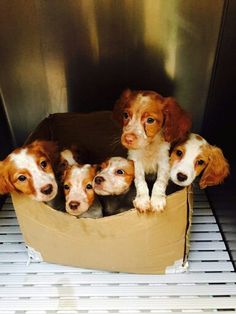 four puppies are sitting in a cardboard box