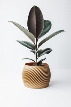 a potted plant with green leaves in it