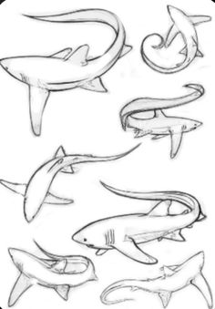 several different types of sharks drawn in pencil