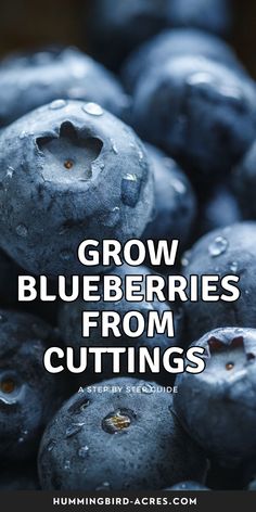 blueberries with the words grow blueberries from cuttings