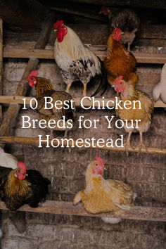 10 Best Chicken Breeds for Your Homestead Heritage Breed Chickens, Heritage Breeds Livestock, Breed Chickens, Best Chicken Breeds, Heritage Chicken Breeds, Fodder System, Leghorn Chickens, Heritage Chickens, Laying Chickens Breeds