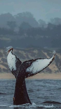 a whale tail flups out of the water