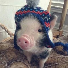 a small pig wearing a knitted hat