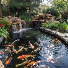 a pond filled with lots of koi fish