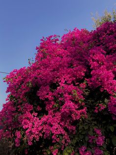 purple flowers growing on the side of a building