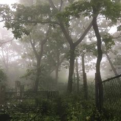 foggy forest with fence and gate in foreground