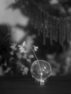 black and white photograph of a flower in a glass vase on a table next to flowers