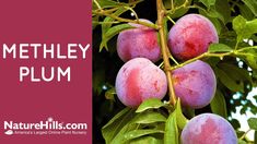 some peaches are growing on a tree with the words methely plum above them