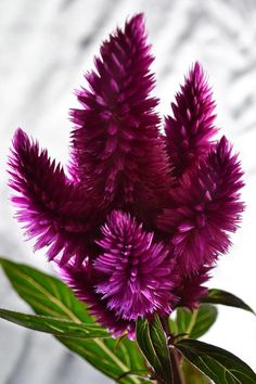 purple flowers with green leaves in a vase