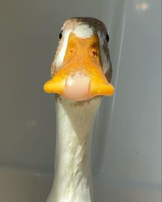 a close up of a duck's head with a white and yellow beak,