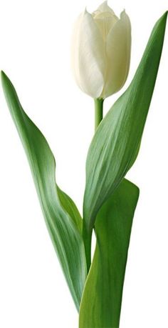 a single white tulip with green leaves on a white background