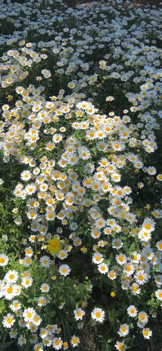 white and yellow flowers are growing in the grass