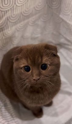 a brown cat sitting on top of a white blanket